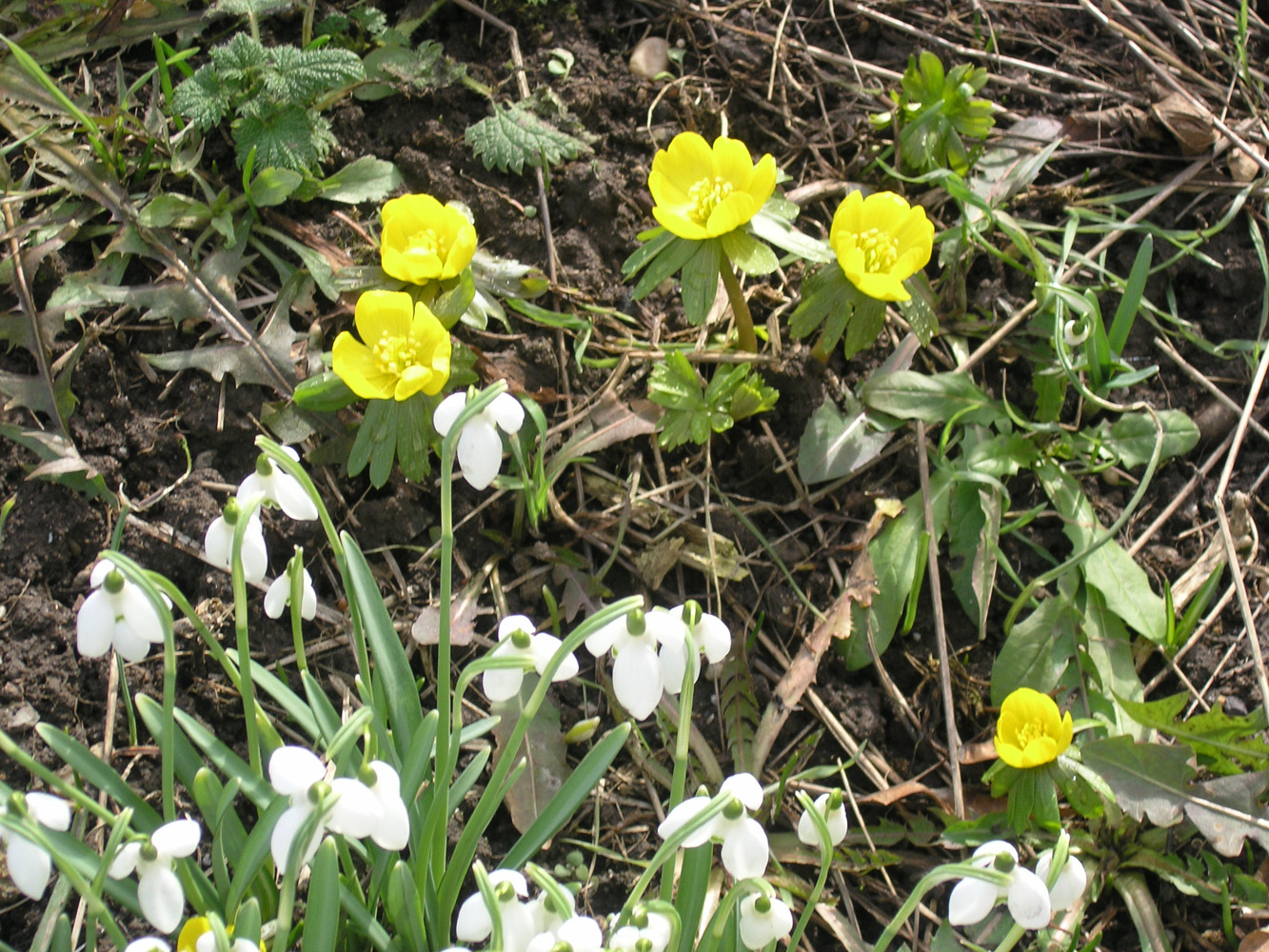 sie sind wieder da - die ersten blumen...