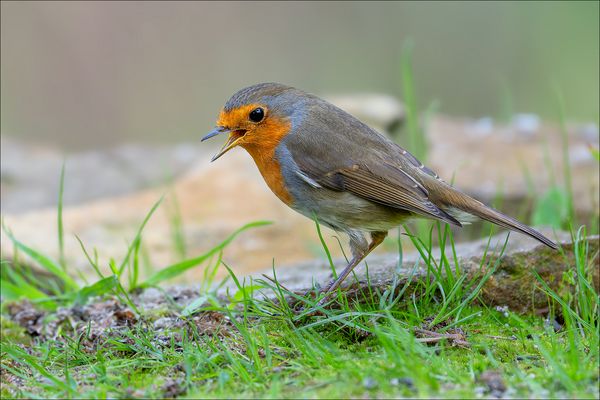 Sie sind wieder da, die hübschen Rotkehlchen
