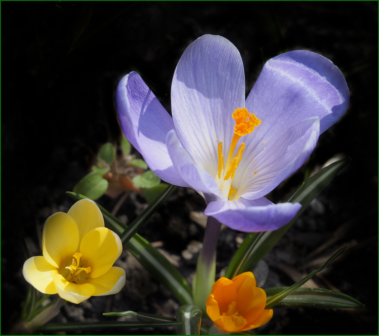 Sie sind wieder da im Garten die Krokusse