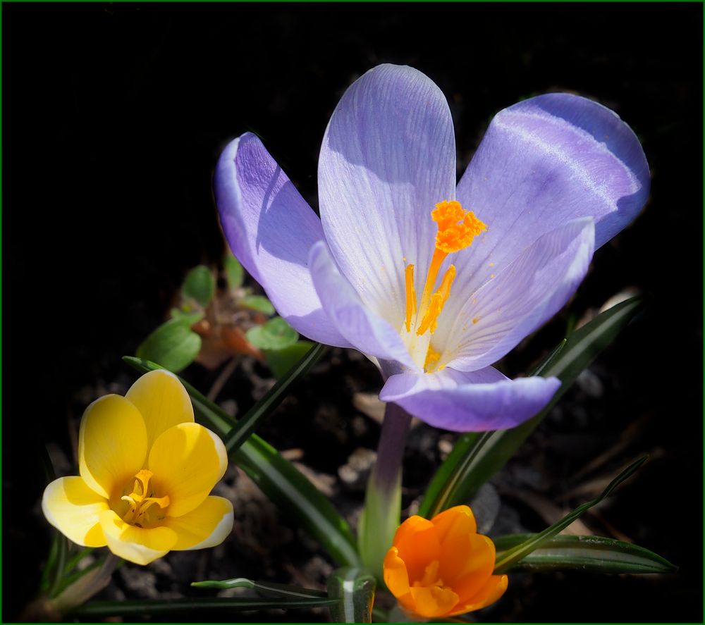 Sie sind wieder da im Garten die Krokusse