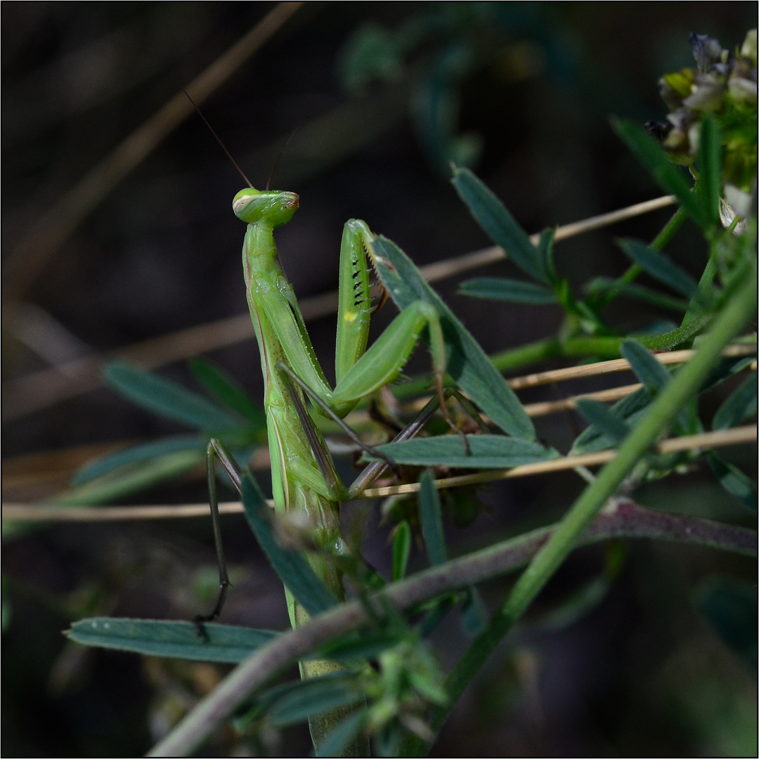 Sie sind wieder da....... (Mantis religiosa)