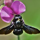 Sie sind wieder da - meine geliebten Holzbienen