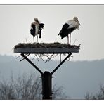 Sie sind wieder da ,Störche in Hollenstedt.