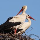 Sie sind wieder da - Storchenpaar 