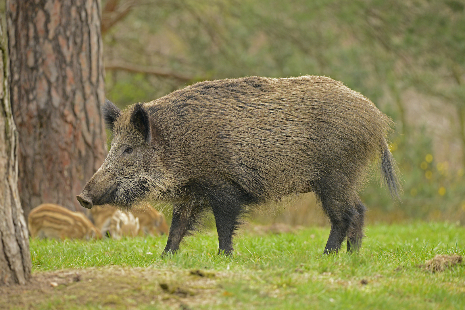 Sie sind wieder da! Wildschweine in einer Berliner Wohnanlage