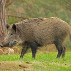 Sie sind wieder da! Wildschweine in einer Berliner Wohnanlage