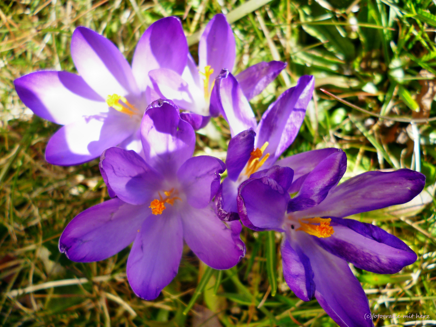 sie sind wieder da....Frühlingsboten