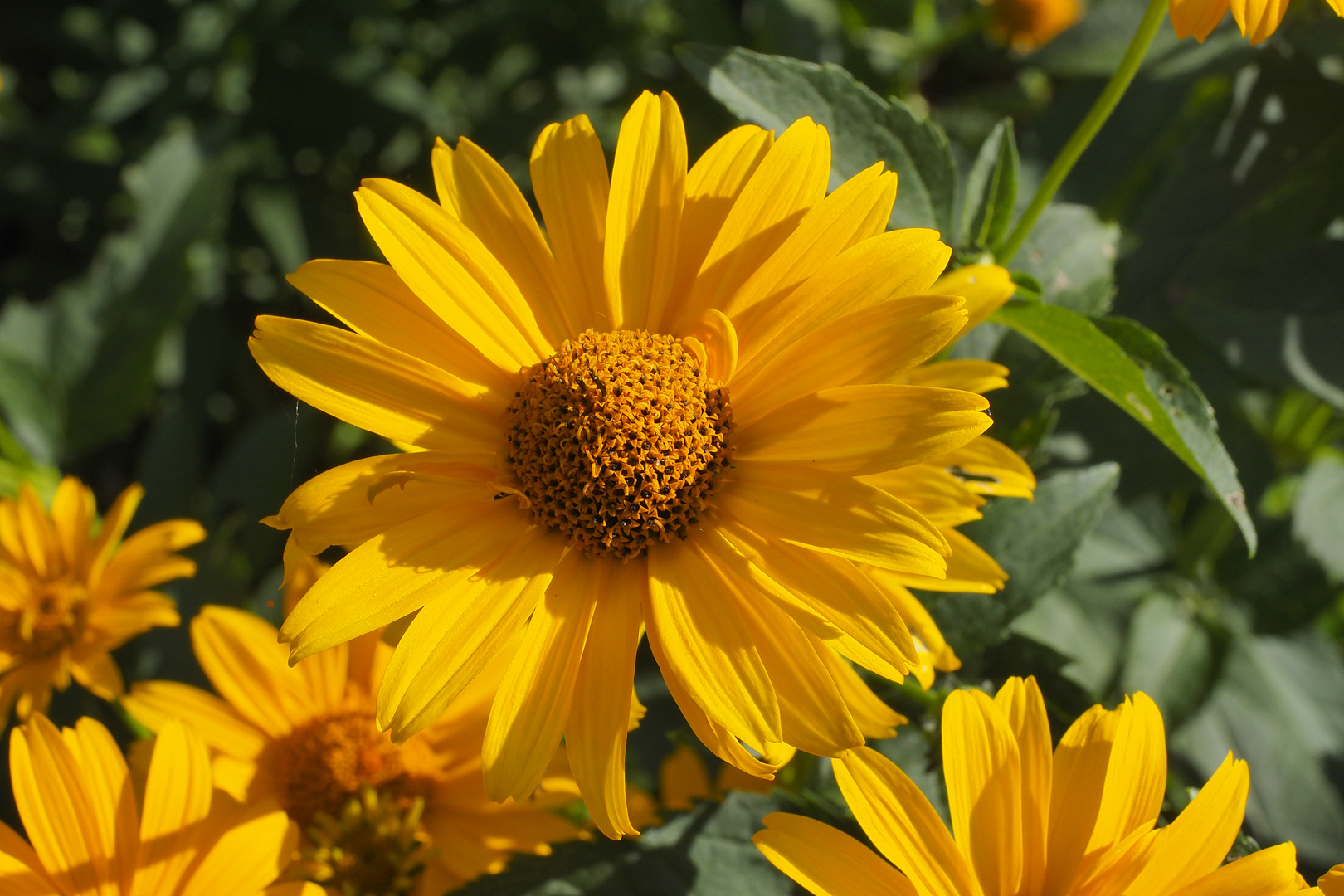 Sie sind wieder da.....(Helianthus).