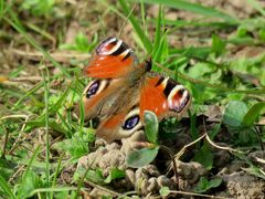 Sie sind wieder da....Tagpfauenauge