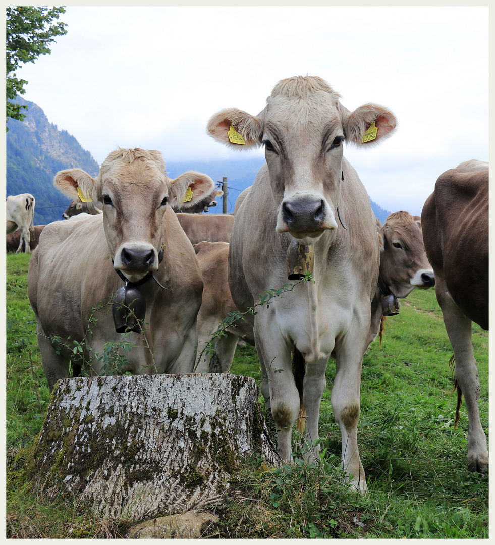 Sie sind wieder gesund daheim im Tal angekommen