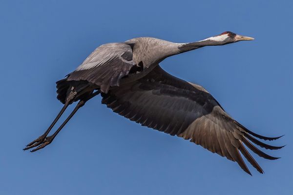 Sie sind wieder häufiger zu sehen.