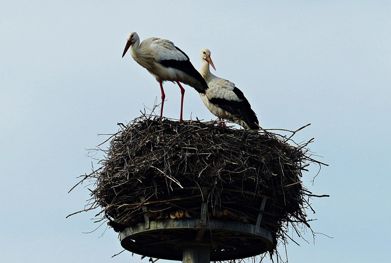 Sie sind wieder hier