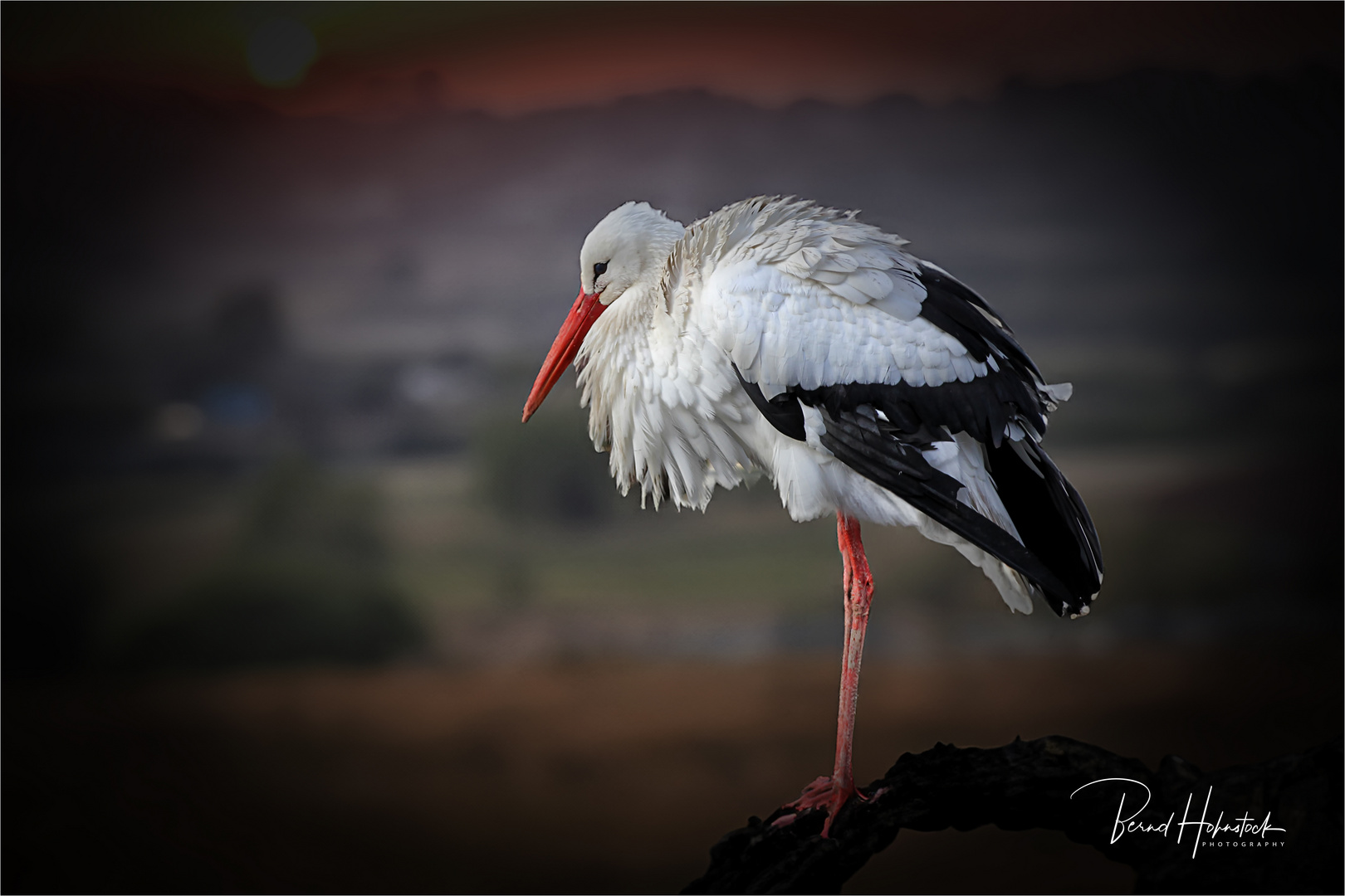 Sie sind wieder im Lande .....