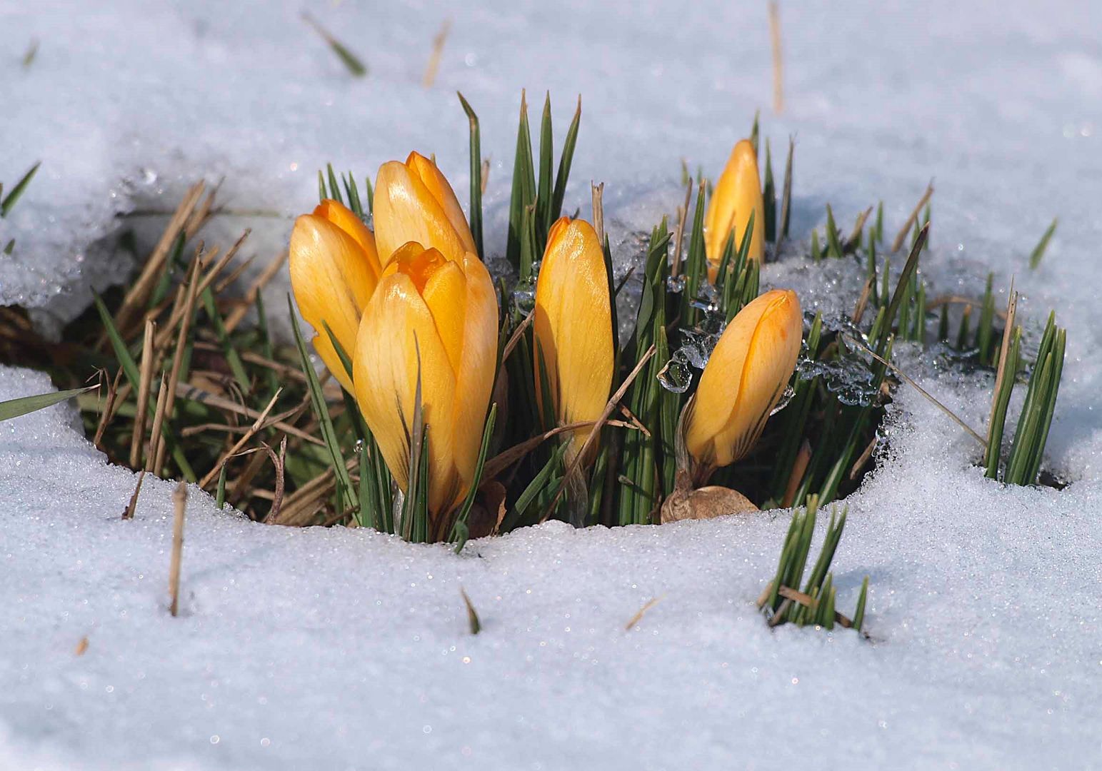 Sie sind wieder schneebedeckt...