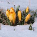 Sie sind wieder schneebedeckt...