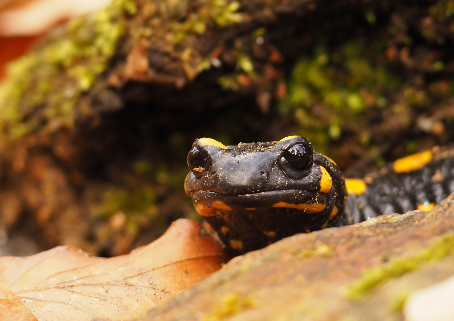 Sie sind wieder unterwegs - Feuersalamander