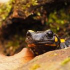 Sie sind wieder unterwegs - Feuersalamander