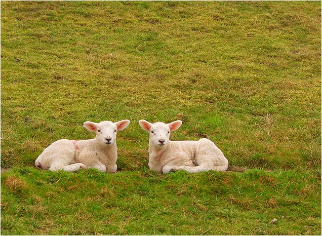 Sie sind wieder............da!