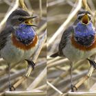 Sie singen wieder....das erste Blau-