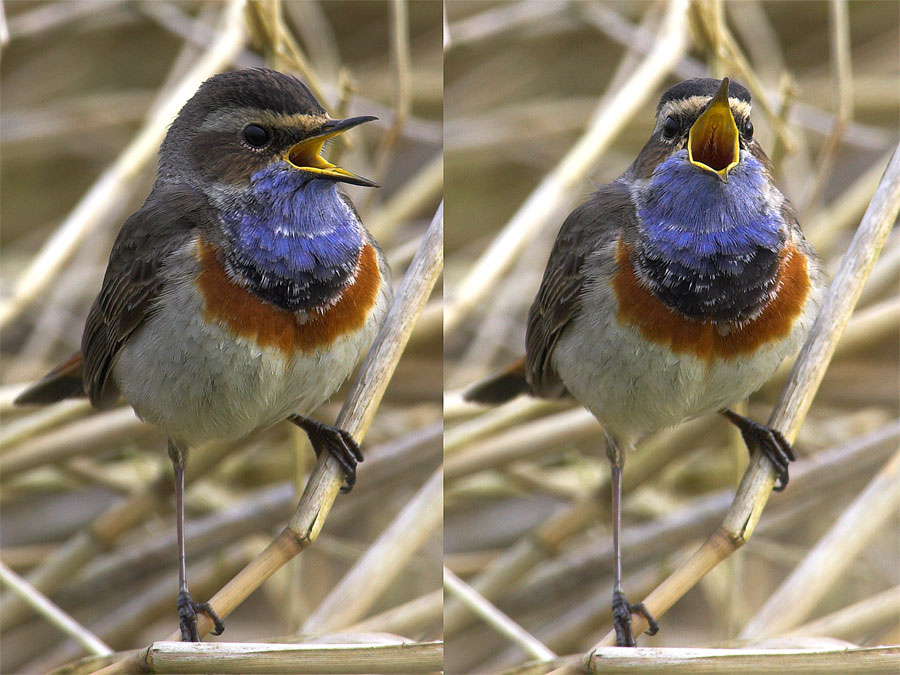 Sie singen wieder....das erste Blau-