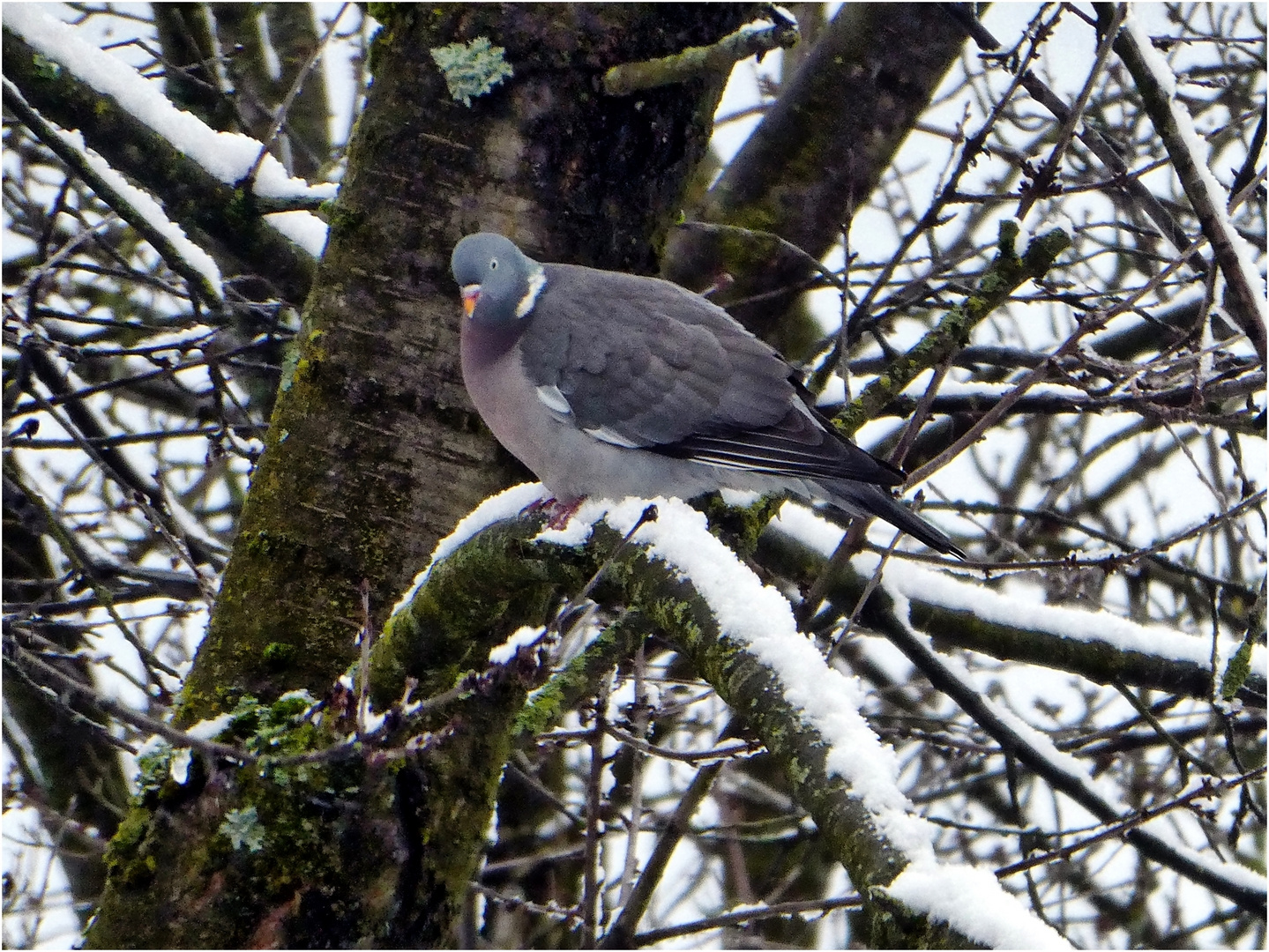 Sie sitzt jeden Morgen dort im Baum ...