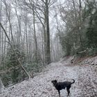 Sie so: "Und, wo gehts lang?", Ich so: "Wo ist das Stöckchen?"