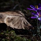 Sie sonnen sich im alten Glanz