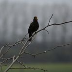 . . sie sorgt für eine beruhigende Stimmung . .