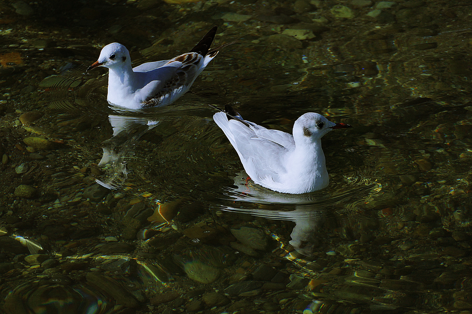 sie spiegeln sich im Bodensee