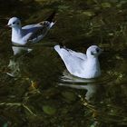 sie spiegeln sich im Bodensee