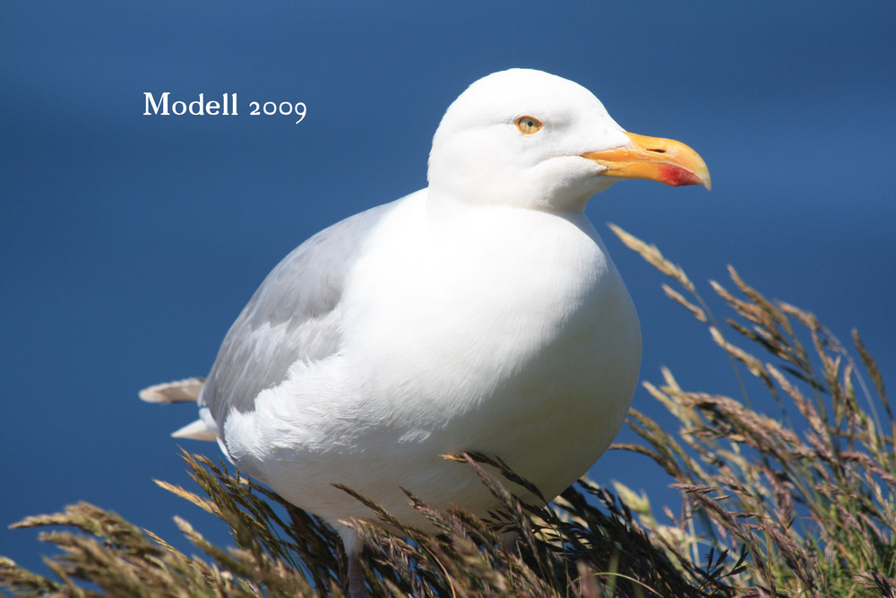 sie stand auf Helgoland Modell