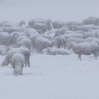 Sie stecken ihre Köpfe in den Schnee..