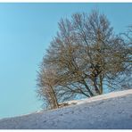 Sie stehen in der Morgensonne