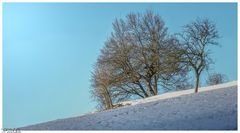 Sie stehen in der Morgensonne