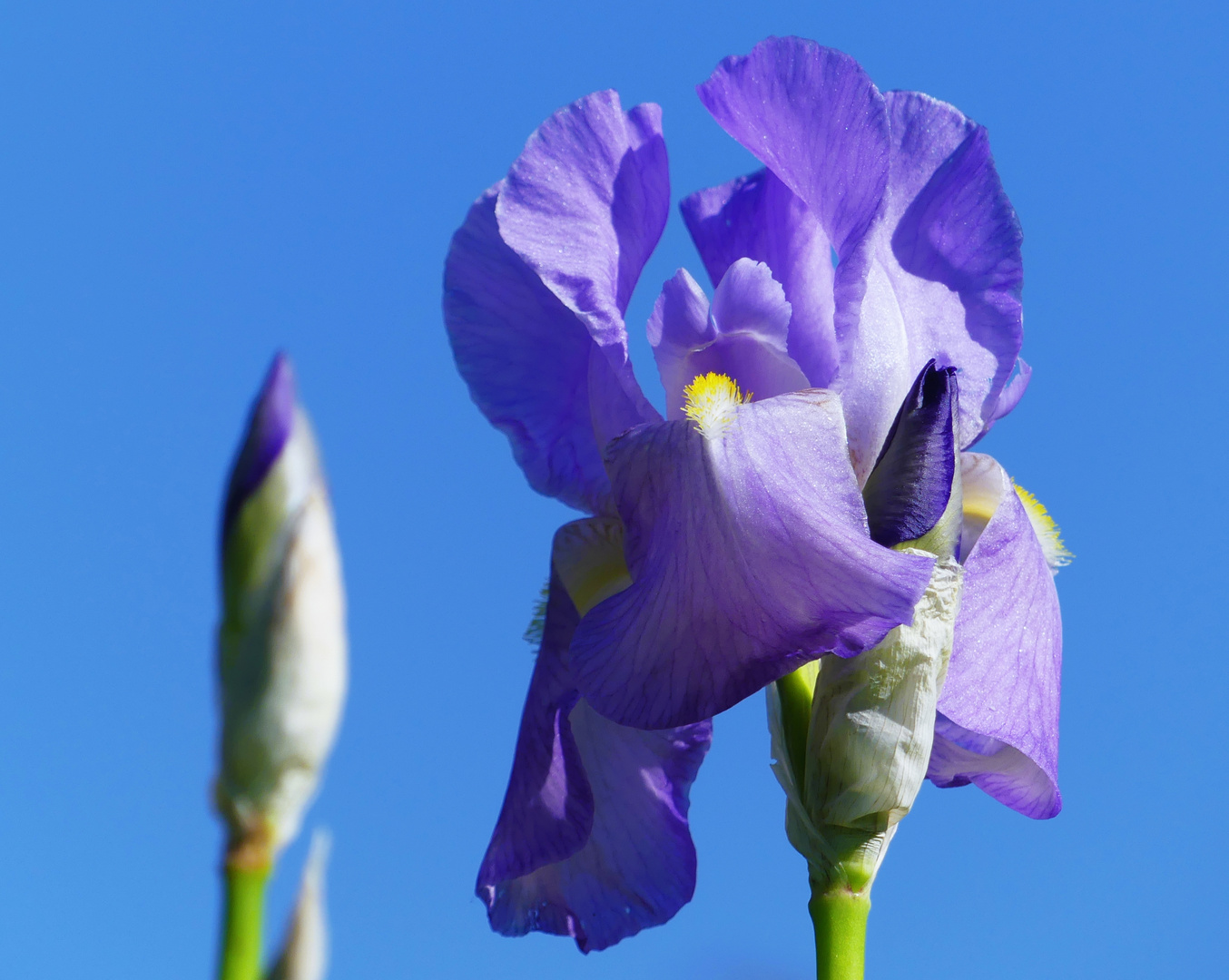 Sie stehen kurz vor der Blüte...