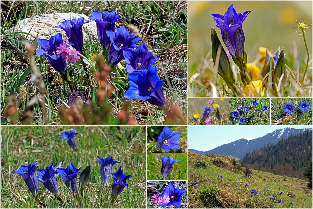 Sie stehen wieder in voller Blüte