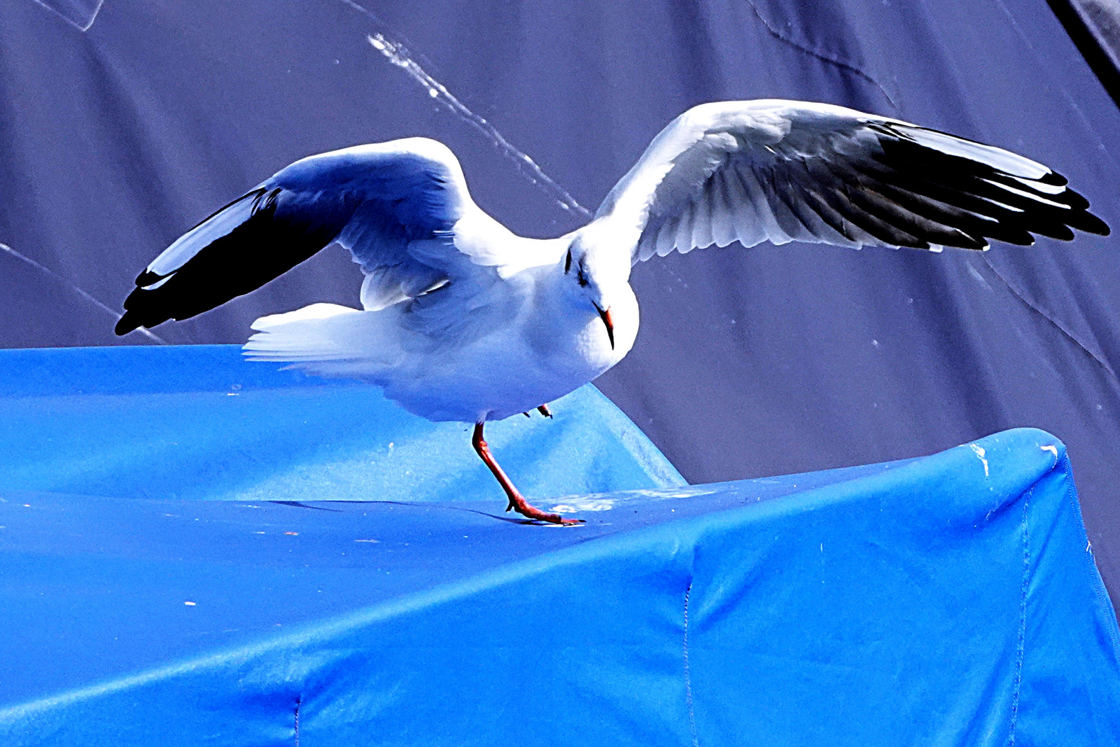 sie steht auf Blue Monday