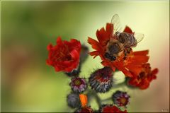 sie steht auf Rot