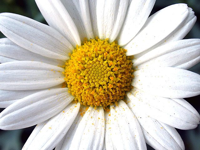 Sie steht in meinem Garten