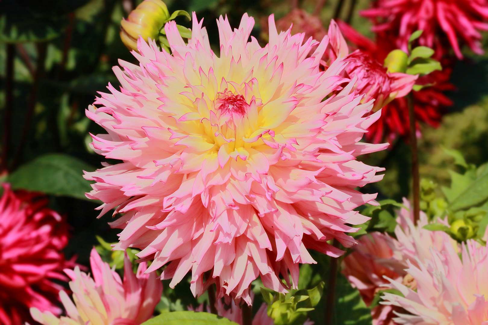 Sie stellt die anderen Dahlienblüten in den Schatten