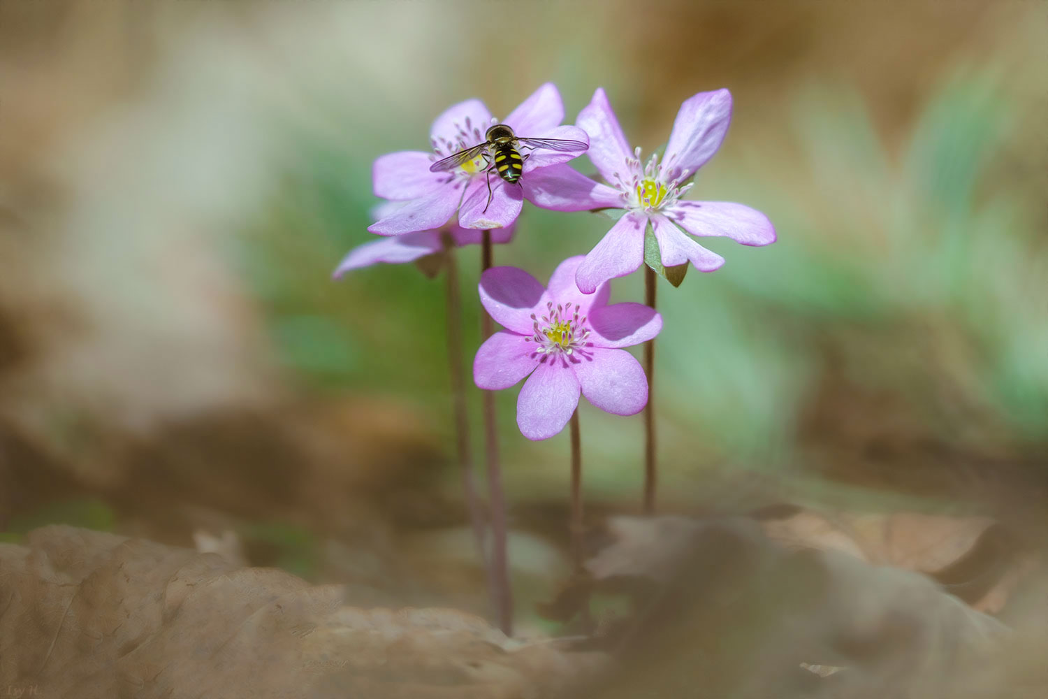 Sie strahlen gemeinsam - die Leberblümchen