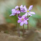 Sie strahlen gemeinsam - die Leberblümchen