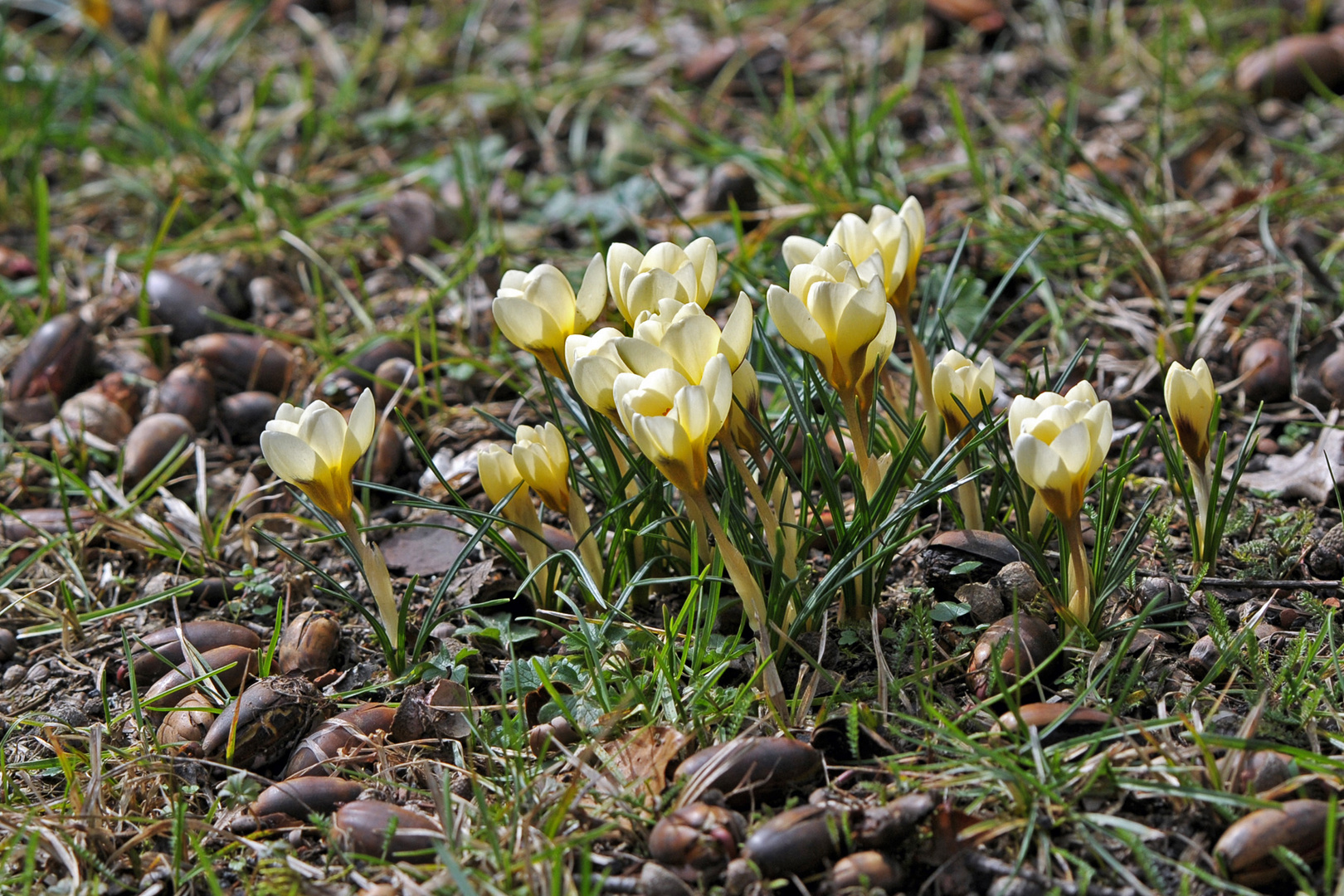 Sie strahlen in der Sonne