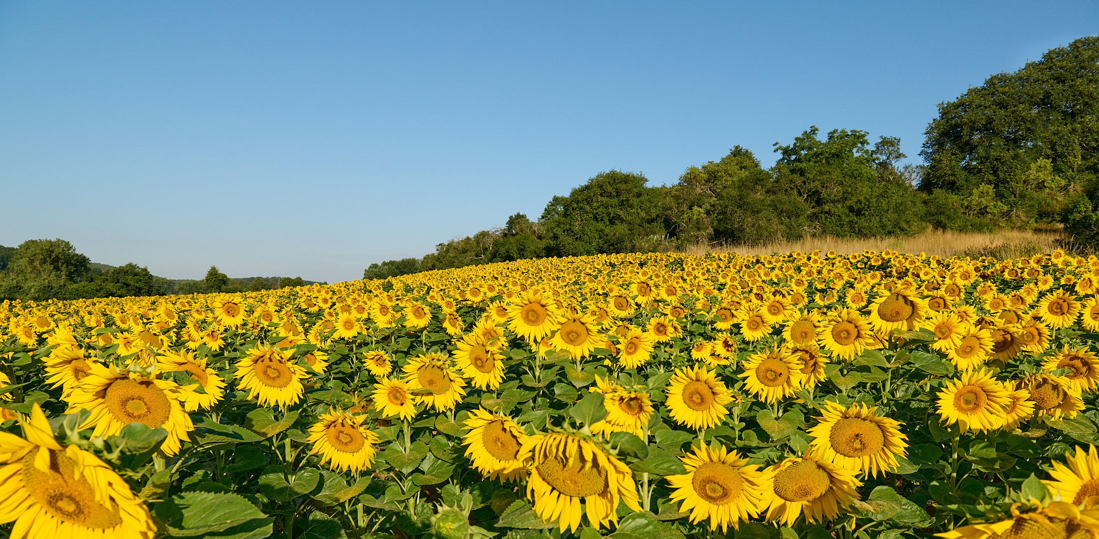 Sie strahlen um die Wette, ein Sommermorgen wie er schöner nicht beginnen kann…