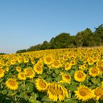 Sie strahlen um die Wette, ein Sommermorgen wie er schöner nicht beginnen kann…