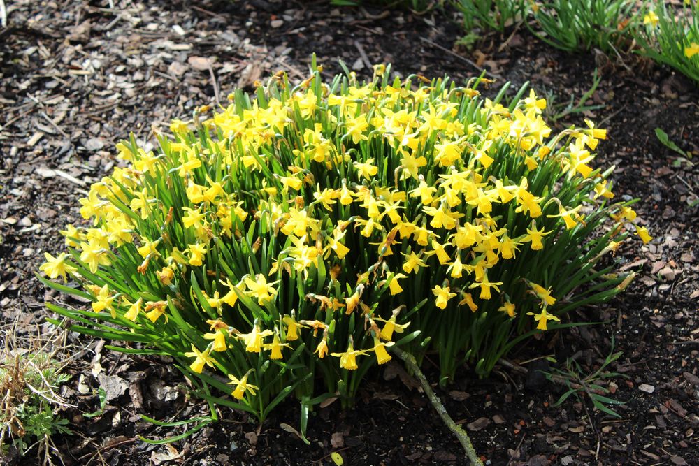 sie strahlen Zuversicht und Frühling aus