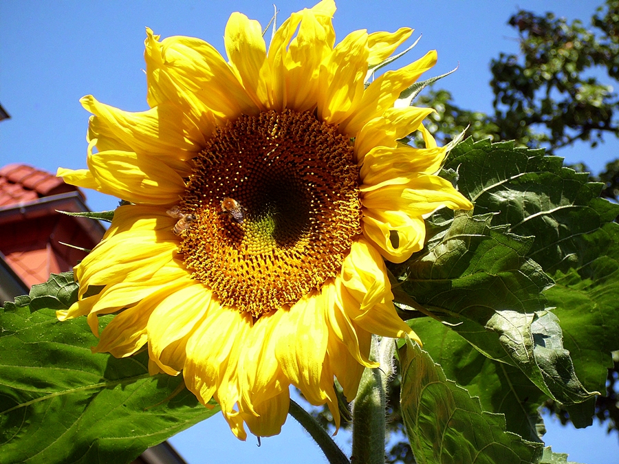 Sie strahlt mit der richtigen Sonne