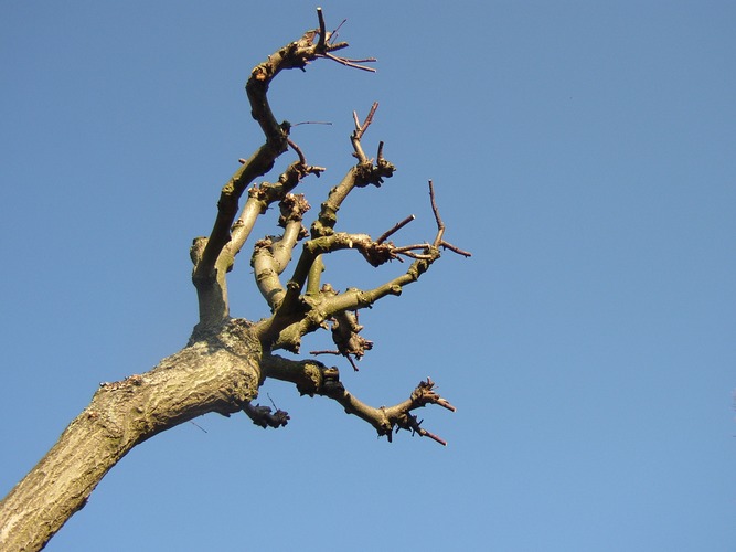 Sie streben dem Frühling entgegen