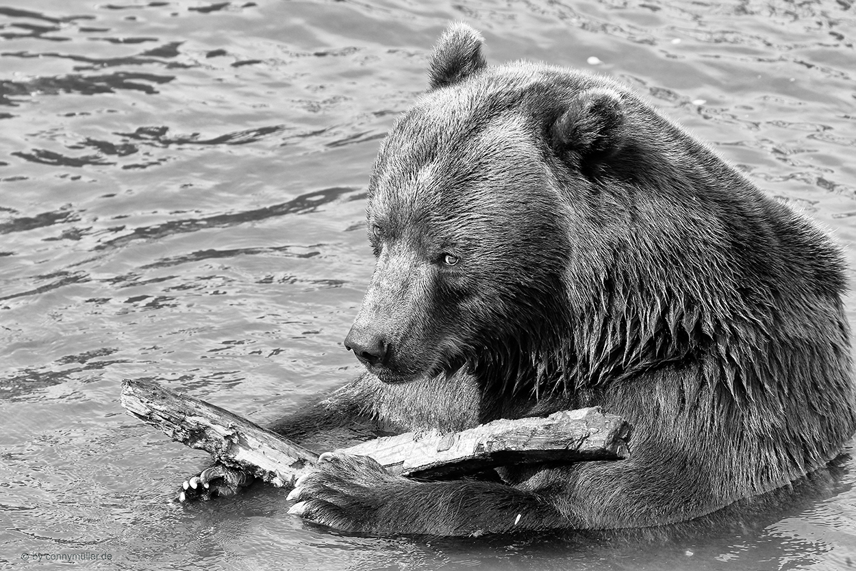 Sie sucht Ihn Foto & Bild tiere, zoo, wildpark & falknerei, säugetiere Bilder auf Sie sucht Ihn Foto & Bild tiere, zoo, wildpark & falknerei, säugetiere Bilder auf