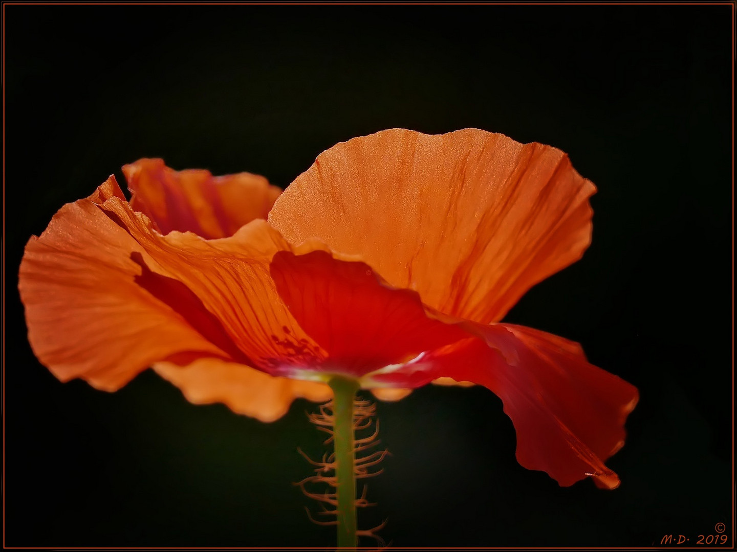 Sie tanzte Flamenco im Sommerwind ...